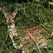 Fawn Youngs Photo 4