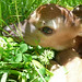 Fawn Youngs Photo 5