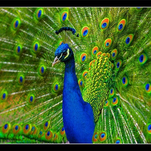 Mary Peacock Photo 32