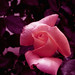 Bonita Rose Photo 9