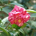 Camellia Moore Photo 5