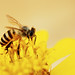 Bee Ang Photo 2