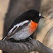 Robin Males Photo 8