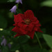 Mary Rose Photo 16