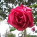 Bonita Rose Photo 10