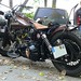 Brown Harley Photo 3