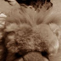 Aslan Lion Photo 9
