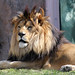 Christopher Lion Photo 10
