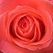 Bonita Rose Photo 8