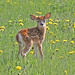 Fawn Youngs Photo 8