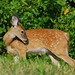 Fawn Youngs Photo 6