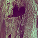 Love Woods Photo 4