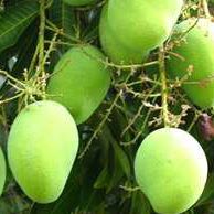Green Mango Photo 4
